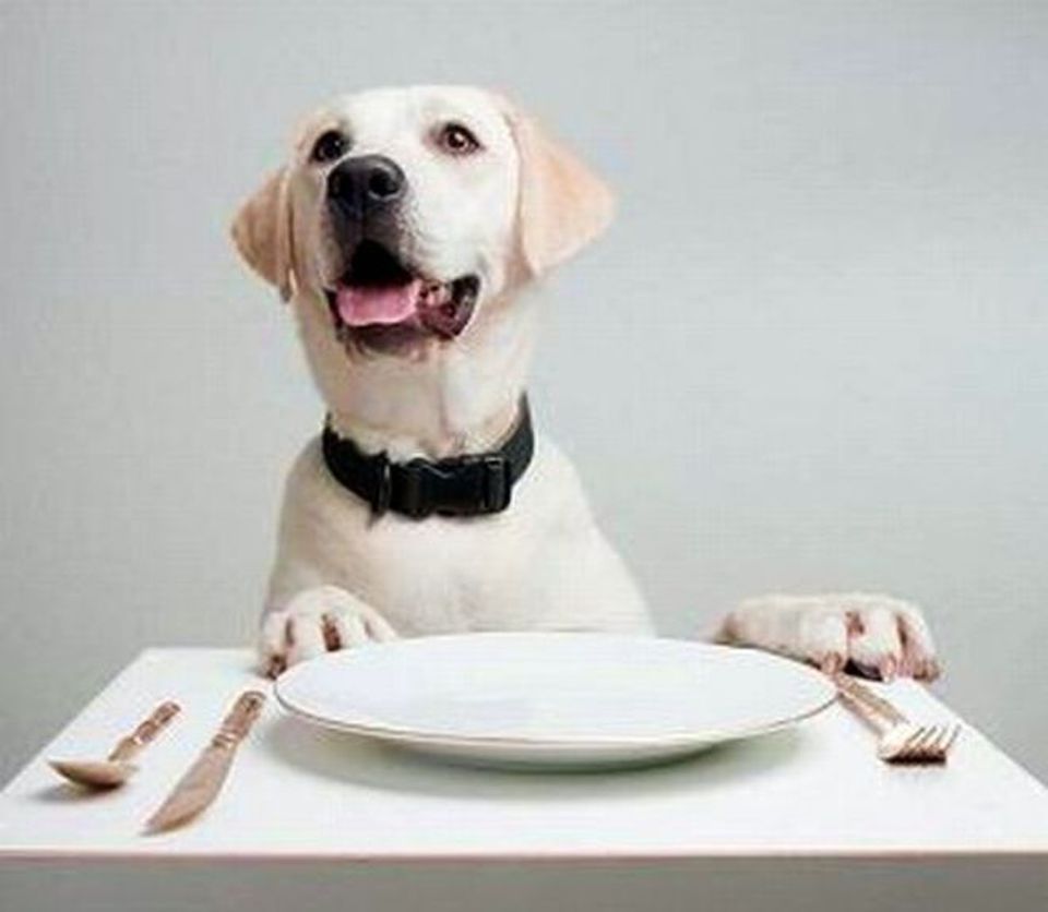 Come scegliere il giusto cibo per i vostri cani