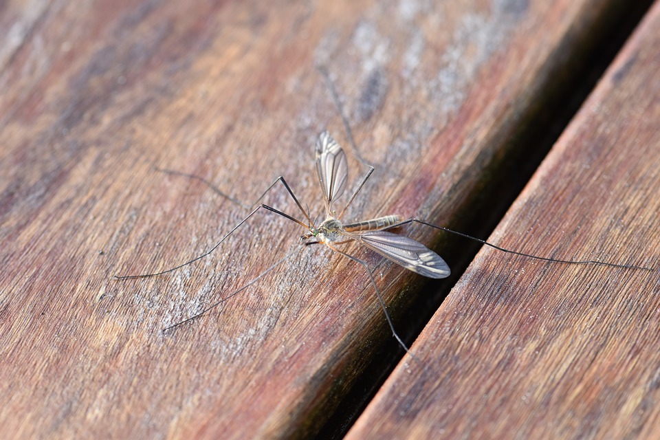 Allontanare le zanzare da casa