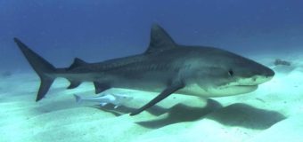 Quali sono gli squali più pericolosi del mondo