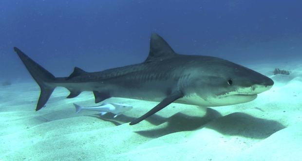 Quali sono gli squali più pericolosi del mondo