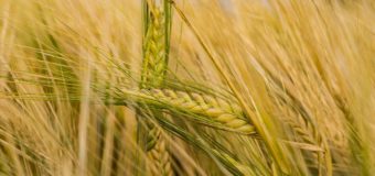 Cereali: caratteristiche ed il percorso per arrivare sulle nostre tavole